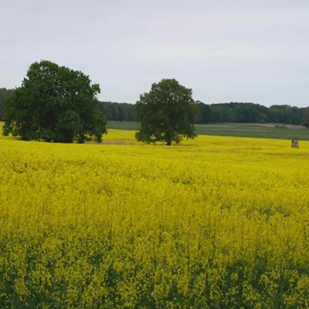Skandinavisches In Rechlin