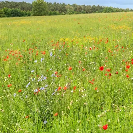 Skandinavisches In * Rechlin